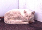 Dirty White Cat