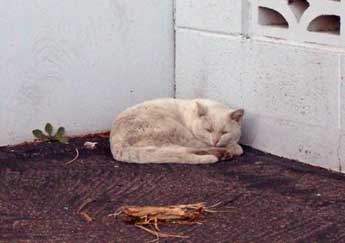 Dirty White Cat Picture