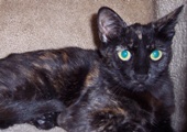 Little Torti Cat