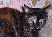 Torti Cat